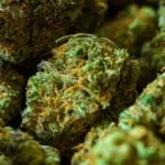 Cannabis drug
